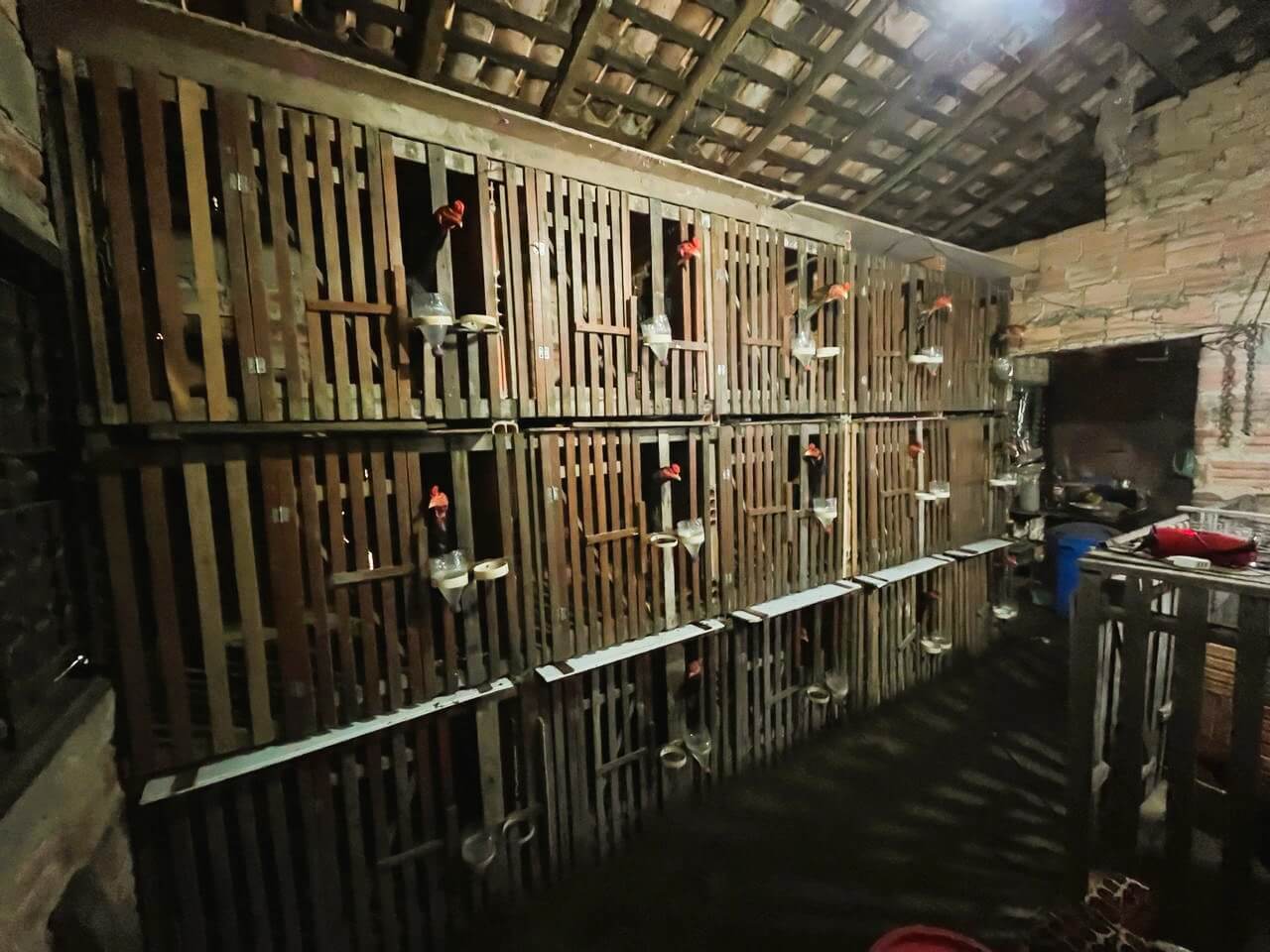 Homem mantinha 98 aves em rinha de galo no São Félix