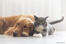 Lei em MT proíbe o uso de remédios para evitar o cio em cadelas e gatas