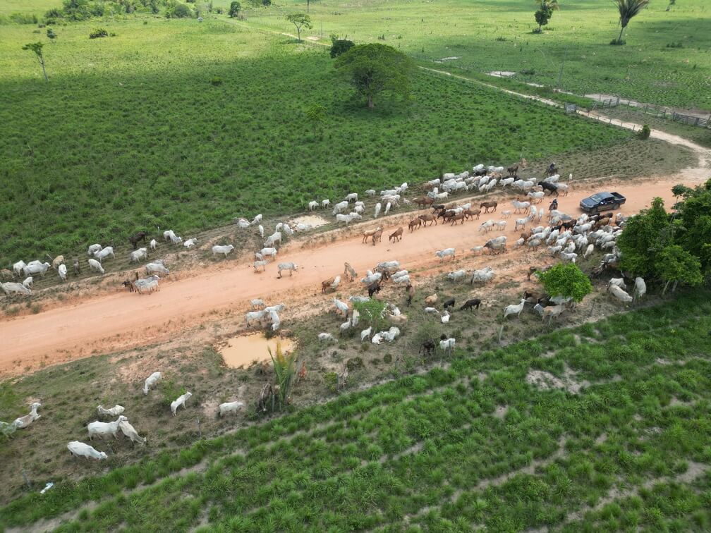 ADEPARÁ acata pedido do MPF e cancela registro de 130 fazendas da Extensão Apyterewa, em São Félix do Xingu