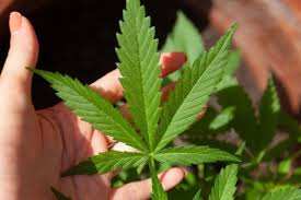 Uso de cannabis eleva riscos cardíacos em jovens, aponta estudo