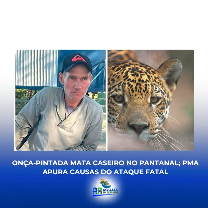 Onça-pintada mata caseiro no Pantanal; PMA apura causas do ataque fatal