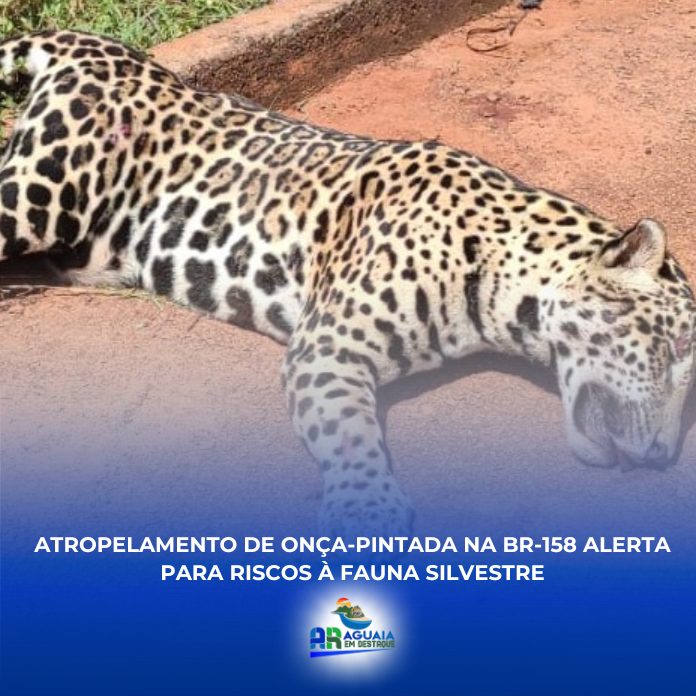 Atropelamento de onça-pintada na BR-158 alerta para riscos à fauna silvestre