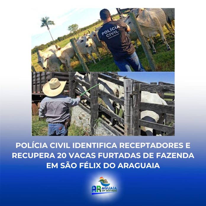 Polícia Civil identifica receptadores e recupera 20 vacas furtadas de fazenda em São Félix do Araguaia