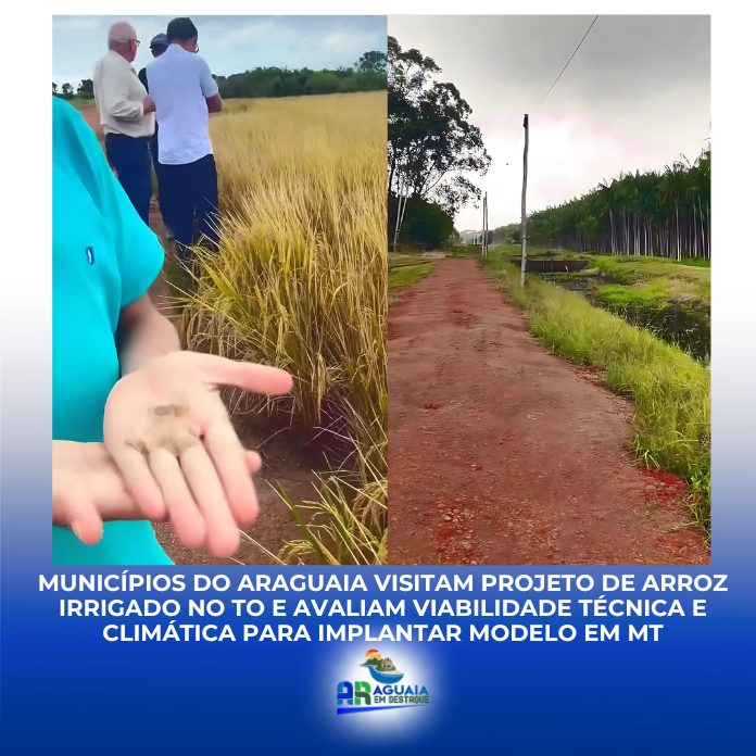 Municípios do Araguaia visitam projeto de arroz irrigado no TO e avaliam viabilidade técnica e climática para implantar modelo em MT